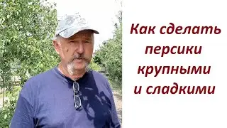 Как получить крупные и сладкие плоды персика