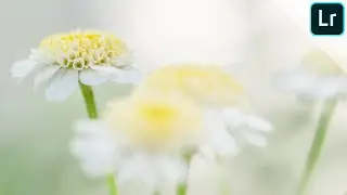 How I edit my macro photos (soft and dreamy look for flowers) | LIGHTROOM TUTORIAL