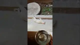 CAT FUNNY VIDEO I POUR WATER WHEN HOLA BILAI CAT chillax!!!💃🏻 AFTER EATING MOUSE  PUPPY LOVE