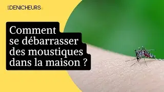 🦟  Comment se débarrasser facilement des moustiques dans la maison 🏡