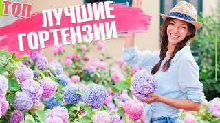 Топ самых красивых гортензий ✿ ТОП ЛУЧШИХ СОРТОВ от Хитсад ТВ