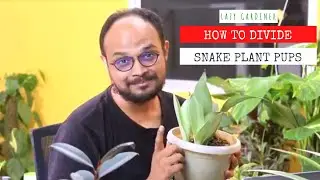 How to Divide & Re-Pot Snake Plant Pups? | Separating Snake Plant | Lazy Gardener