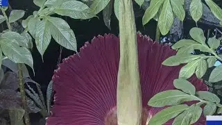 Corpse flower ready to bloom at NY Botanical Garden