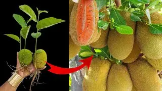 Jackfruit growing techniques to get more fruit quickly100%