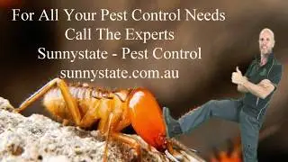 Trailing Ants and How To Get Rid Of Them - Sunnystate