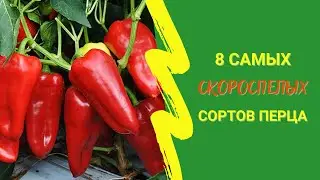 8 самых скороспелых сортов перца для получения суперраннего урожая