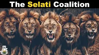 Selati Lion Coalition - The Nightmare of Mapogo Lions