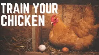 How to Get Hens to Lay Eggs in Nesting Boxes