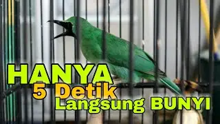 Pancingan CUCAK IJO Biar Langsung GACOR