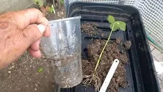 Grapevines From Softwood Cuttings in The Early Summer