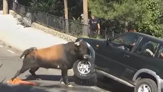 ANIMALS AGAINST CARS. Rhino, elephant, hippo, bull against cars!