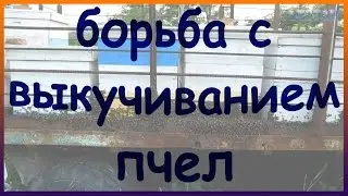 Борьба с выкучиванием пчёл. Выкучивание пчел из улья. Когда пчелам жарко.