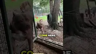 Puppies in the Cage.mp4