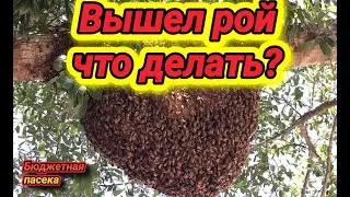Вылетел рой на пасеке что делать?