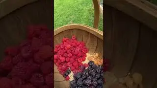 Harvest time with 4 types of raspberries #harvesttime #raspberries #harvest #harvesting #gardening