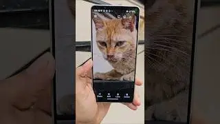 Sony Xperia 1 VI  Camera Test 🐈
