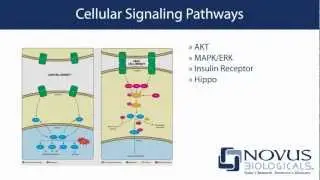 Novus Biologicals: Your source for cell signaling research