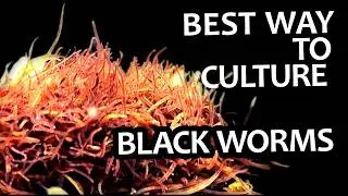 How to Culture Blackworms. Gut-loading for more nutrition. Growing the best food for aquarium fish