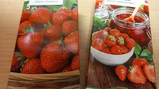 КУПЛЕННАЯ РАНО ВЕСНОЙ  КЛУБНИКА  (ЗЕМЛЯНИКА)  