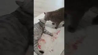 Любовь кота и кошки после родов🥰