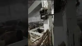 Курдючные бараны!!!