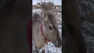 Такой милый и доверчивый, что не испугался, и даже позировал