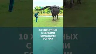 10 животных с самыми большими рогами #рога #топ10 #комарик #дикаяприрода #шортс #shorts