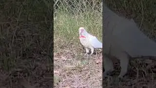 Couple of long billed corellas