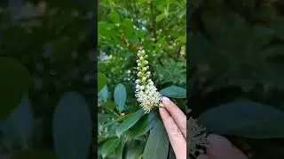 Вы не ПОВЕРИТЕ!😱 Лавровишня зацвела в январе 