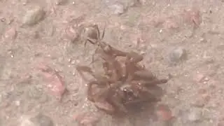 муравей тянет паука ЖЕСТЬ