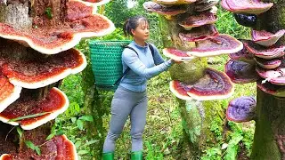 Harvest 1000 Year Old Reshi Mushroom (Ganoderma Lucidum) Goes To The Market Sell - Live With Nature