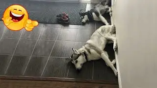 Not to be dramatic but these dogs can make you would die laughing