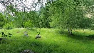 Relaxing to the Sounds of Birdsong in the Summer Forest.