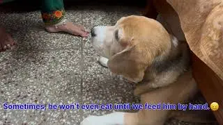 Leo is adopting bad habit | Leo is a attention seeker | Leo The Beagle
