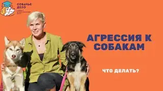 Агрессия к собакам. Что делать?