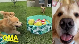 Golden retriever who loves popcorn-themed toys gets the best birthday surprise