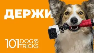 Команда Держи 🐩 Как научить собаку держать в зубах по команде 🐾 Дрессировка щенка обучить трюку 🐶