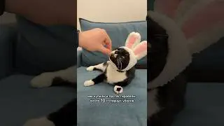 Почему кот ходит в шляпах? 