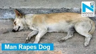 Man rapes dog, forces it into performing oral sex in Mumbai
