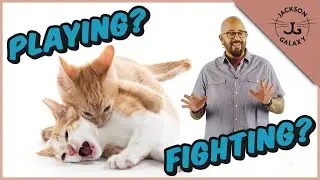 Are My Cats Playing or Fighting? | Cat Playing vs Cat Aggression