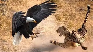 The Most Amazing Eagle Attacks Ever Caught on Camera