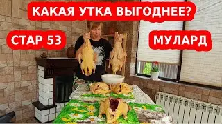 Какая утка мясная, быстро растет: стар 53 или мулард