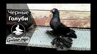 ЧЕРНЫЕ ДВУХЧУБЫЕ ГОЛУБИ / PIGEONS / TAUBE #Gulsarinfo©