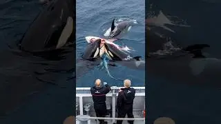 [Ocean Life & Death] Orcas Hunt Great White Shark – Ferocious Attack! 