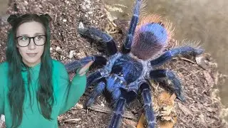 BEAUTIFUL & BAD?? - MEANEST TARANTULA gets upgraded (to hopefully make her less mean..)