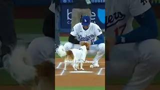 Decoy and Shohei with the cutest first pitch you've ever seen. 😭 #shoheiohtani #dodgers