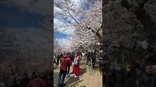 Crazy Busy in Toronto High Park Cherry Blossoms #toronto #canada #cherryblossoms #cherry