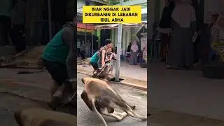 momen lucu ketika sapi kurban salting sama cowok ganteng ‼️‼️ 