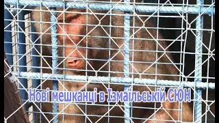 На Ізмаїльській станції юних натуралістів з’явилися нові мешканці