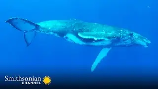 Male Humpback Whales Perform This Mysterious Song on Loop 🐋 Great Blue Wild | Smithsonian Channel